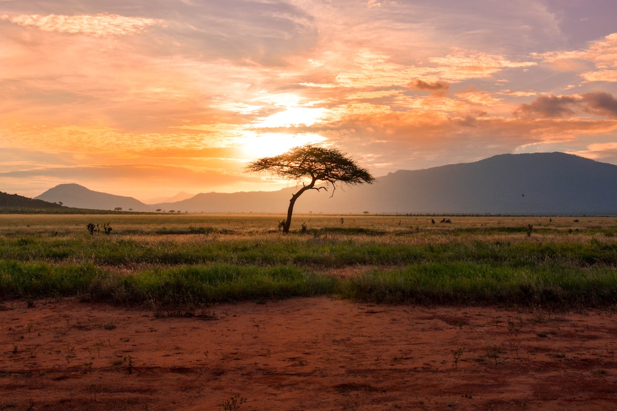 Safaris & Bush Retreats website preview